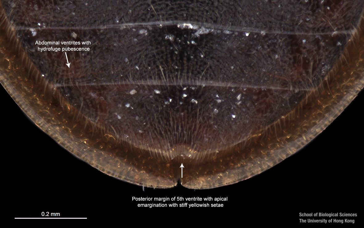 Hind coxal proess and last sternite